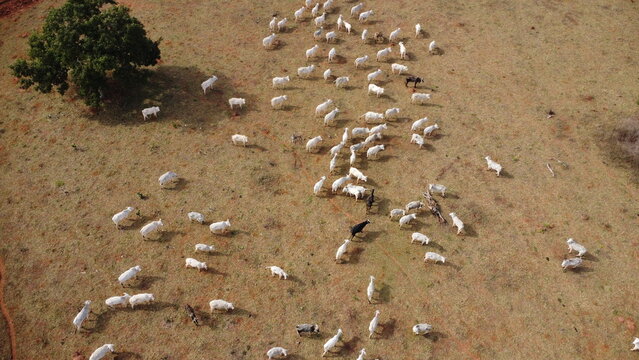 Fazenda com cabe&ccedil;a de gado