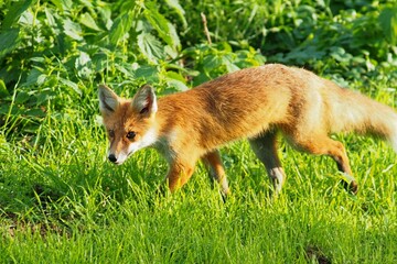 Red fox (Vulpes vulpes)