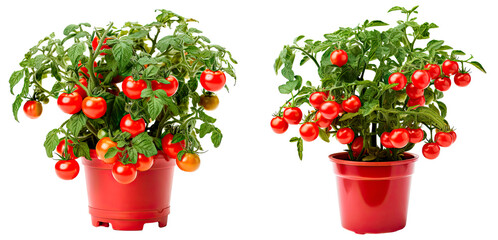 Set of miniature tomato bush in a garden pot,  isolated on transparent background
