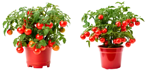Fotobehang Set of miniature tomato bush in a garden pot,  isolated on transparent background  © juliiapanukoffa