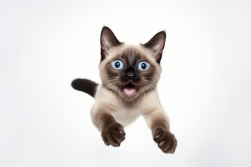 Cute siamese cat jumping towards the camera with a delighted look
