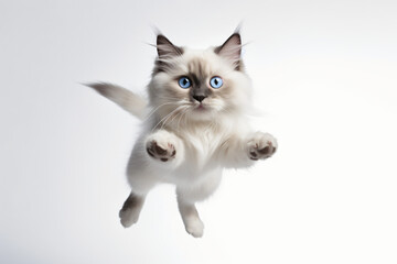 Stunning Ragdoll cat jumping towards the camera 