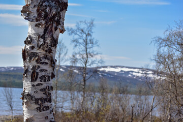 Fototapeta premium A lake near Nikkaluokta, north of Sweden. Kiruna municipality