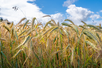 Kornfeld im Sp&auml;tsommer