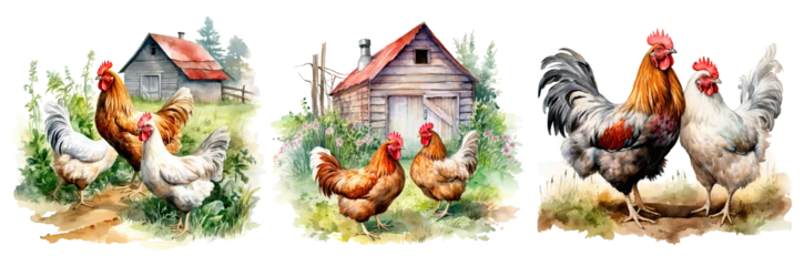 Fotobehang Set of watercolor chickens on farm,  isolated on transparent background. Farmhouse designs  © juliiapanukoffa