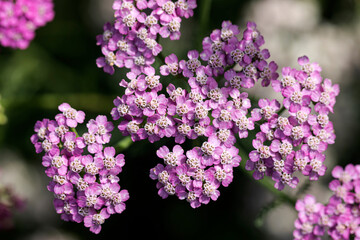 Achillea Rainbow Ending Blue