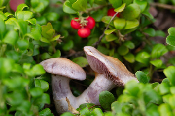 Two purple mushrooms are growing among red bearberries.