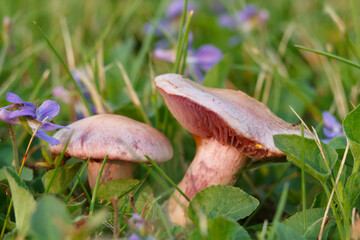 Amethyst deceiver mushrooms grows in blooming purple violets.