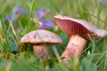 Amethyst deceiver mushrooms grows in blooming purple violets.