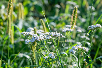 Blurred image of meadow plants on a sunny day. Summer background.