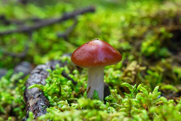 Orange webcap mushroom is growing in green moss in the wild.