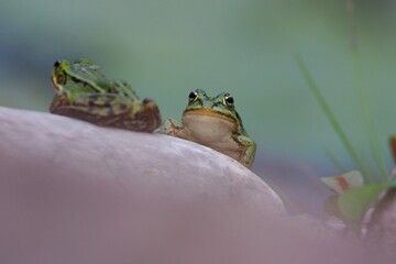 Pool frog (Pelophylax lessonae), on a rock 