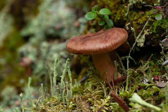 Rufous milkcap mushroom is growing in green moss and lichen..