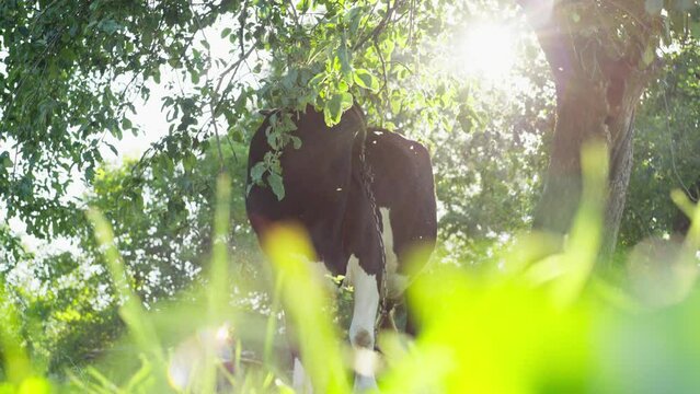 A cow grazes in the garden in the rays of the warm sun. She flicks flies away and licks herself. High quality 4k footage