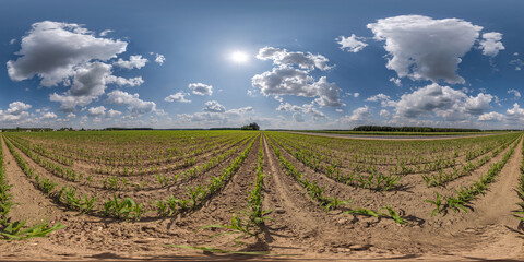 full seamless spherical hdri 360 panorama view among corn fields in spring day with blue sky in...