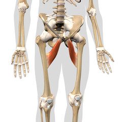 Adductor Brevis Leg Muscles on the Human Skeleton Anterior View on a White Background - 646508097
