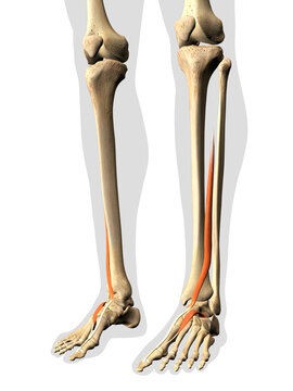 Extensor Hallucis Muscle in Isolation on Human Lower Leg Skeleton, 3D Rendering on White Background