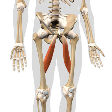 Adductor Longus Leg Muscles Isolated on the Human Skeleton Anterior View on a White Background