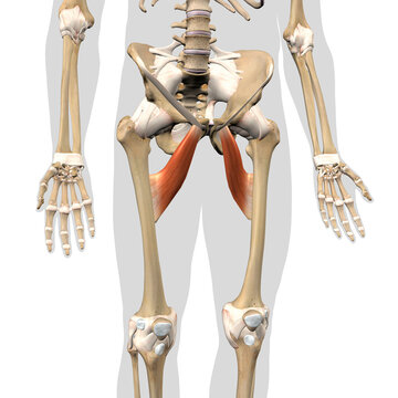 Adductor Brevis Leg Muscles on the Human Skeleton Anterior View on a White Background