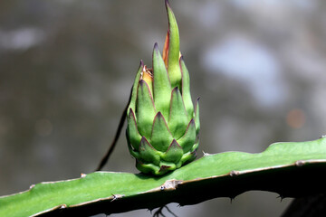 Dragon fruit on the dragon fruit tree waiting for the harvest on an agricultural farm. Dragon Fruit in Bangladesh in the summer. Pitaya flowers growing in the wild. Dragon fruit flower growing. Cactus