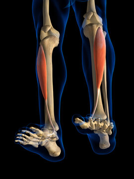 Posterior View of Tibialis Anterior Muscle in Isolation on Human Leg Skeleton, 3D Rendering on Black Background