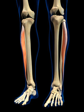 Lateral Fibularis Longus Muscle in Isolation on Human Leg Skeleton, 3D Rendering on Black Background