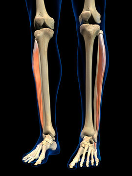 Peroneus Anterior Lower Leg Muscle in Isolation on Human Leg Skeleton, 3D Rendering on Black Background