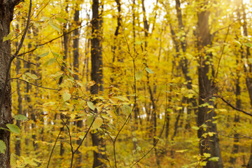 Autumn forest landscape with sun rays through branches of trees.