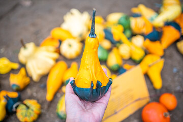 Close up of woman's hand holding up a small decorative pumpkin from many others. Organic food market. 