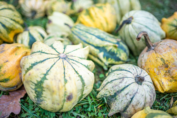 Small colorful pumpkins. Harvest season. Thanksgiving background. Halloween decorations.