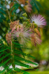 Mimosa (Fabaceae) in bloom, Etchmiadzin