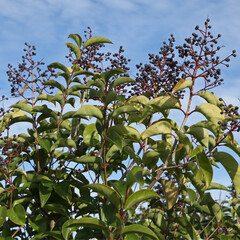 Baiess du Ligustrum en automne