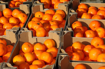 clementines or tangerines for sale in boxes in the stall of the greengrocer at the market