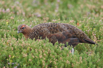 Red Grouse (Lagopus lagopus scotia), Swaledale, Yorkshire Dales, North Yorkshire, England, UK