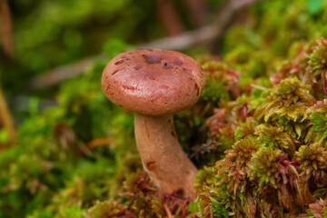 Rufous milkcap mushroom is growing from green moss in the wild.