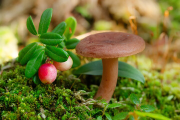 Lactarius rufus mushroom is growing in moss near berries.