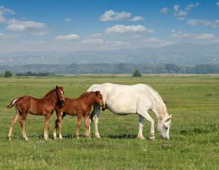Obraz na płótnie Canvas white horse and two brown foals in pasture