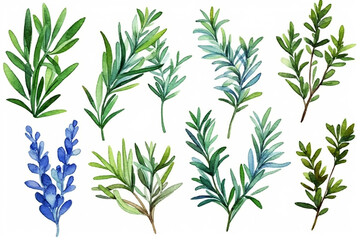 Obraz premium Set of rosemary sprigs in watercolor style. Generative AI