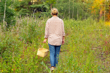 Young woman with a basket is looking for mushrooms in the woodland.