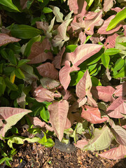 Pink Syngonium