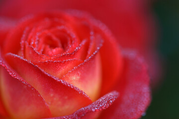 Very beautiful red-yellow varietal rose in drops of dew