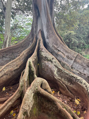 Moreton Bay Fig Tree