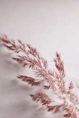 Dry pampas grass on white background. Beautiful neutral colors. Minimal, abstract, natural concept....