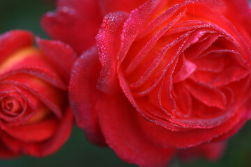 Very beautiful red-yellow varietal rose in drops of dew