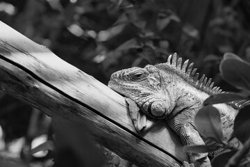 Black and white green iguana or Common iguana in the Paris zoologic park, formerly known as the Bois de Vincennes, 12th arrondissement of Paris, which covers an area of 14.5 hectares in the Paris zoo - obrazy, fototapety, plakaty