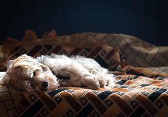 Small cute dog sleeping on the bed
