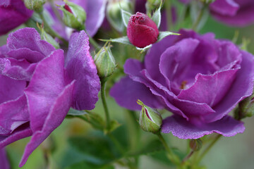 Very beautiful purple varietal rose in drops of dew