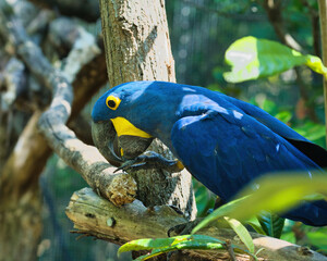 The hyacinth macaw in the Paris zoologic park, formerly known as the Bois de Vincennes, 12th arrondissement of Paris, which covers an area of 14.5 hectares