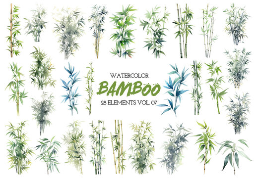 Watercolor painted bamboo clipart. Hand drawn design elements isolated on white background.