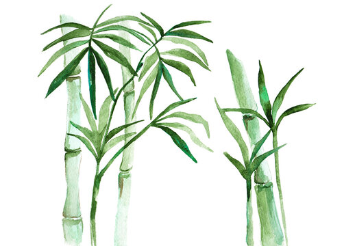 Hand drawn illustration of watercolor bamboo isolated on white background